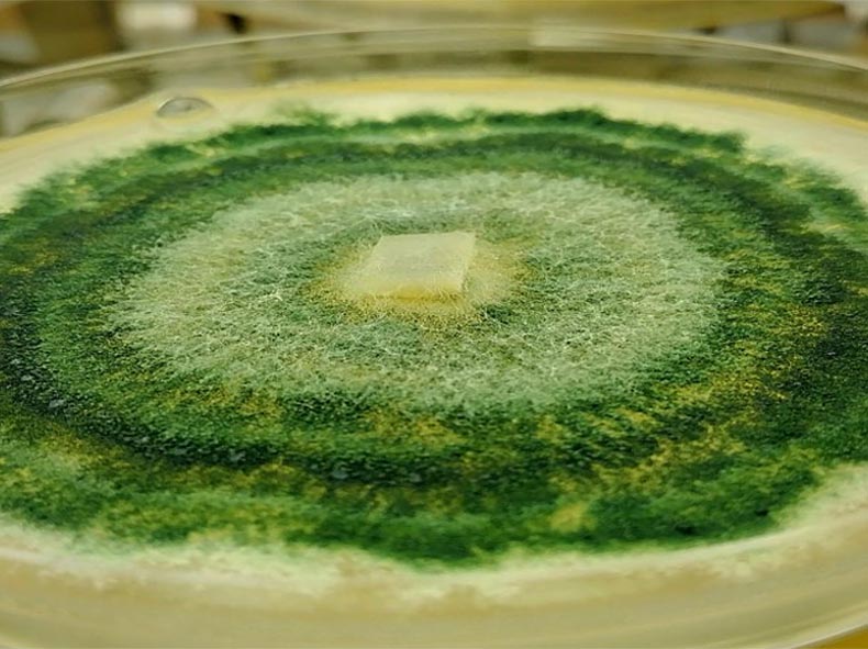 trihoderma-petrikutija